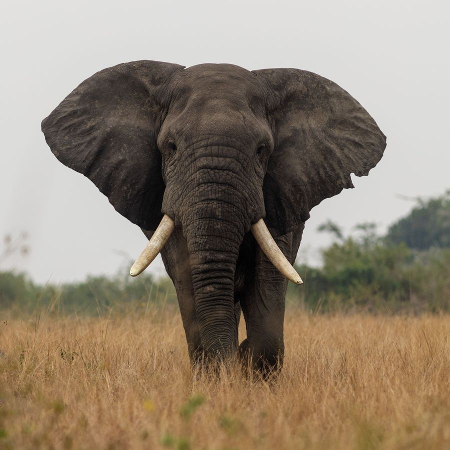 Gajah