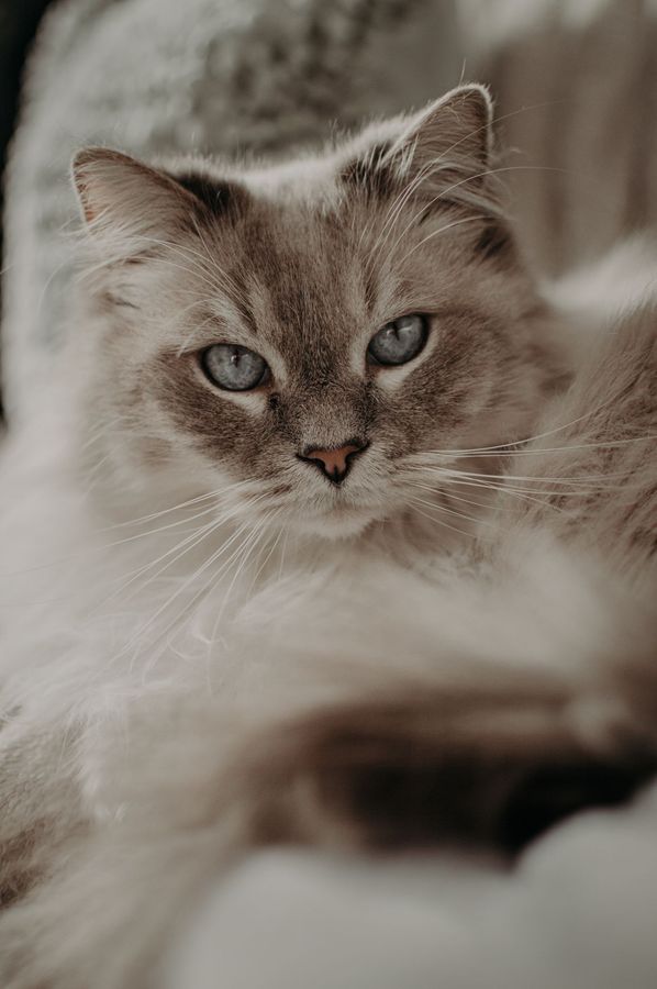 Kucing